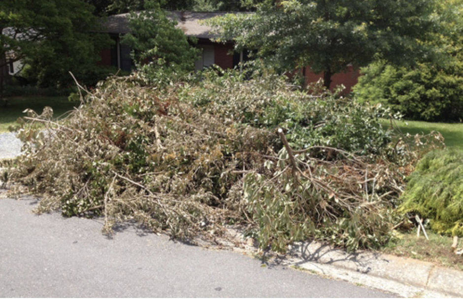 Picture of Fallen Branches