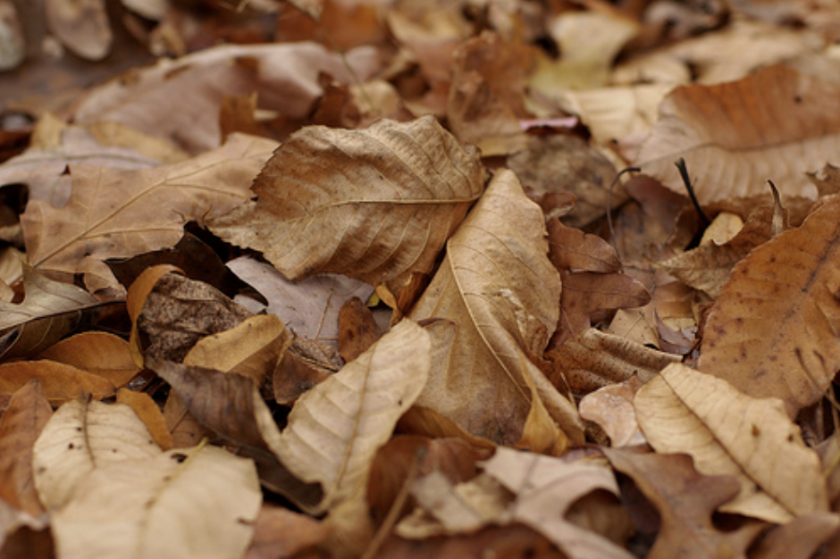 Picture of Dried Leaves